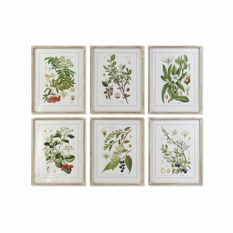 Cadre DKD Home Decor Plantes botaniques (55 x 2 x 70 cm) (6 Unités) - Acheter à 238,97 € seulement chez Collector's Boutique